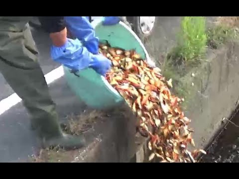 【金魚】凄いショック！大和郡山の用水路に金魚が沢山いる理由はこれ！タライ桶3杯分が大量投棄放流される一部始終を激撮！