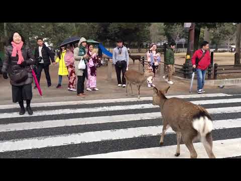 信号待ちするシカない＠奈良公園