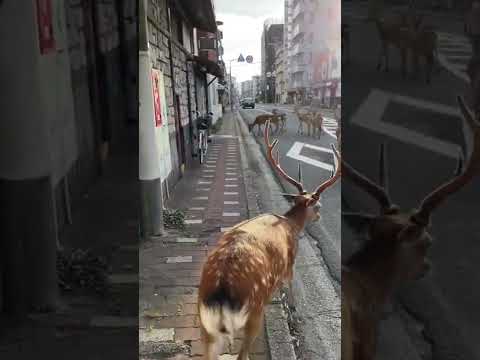 奈良の日常　町中を歩くシカ