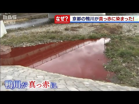 なぜ？『鴨川が真っ赤に染まる』京都市南区で異変…市職員や警察も駆けつけて原因調査（2021年1月6日）