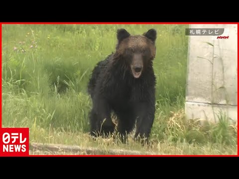 札幌の住宅街にクマ、1人重傷か　駆除方針（2021年6月18日放送）