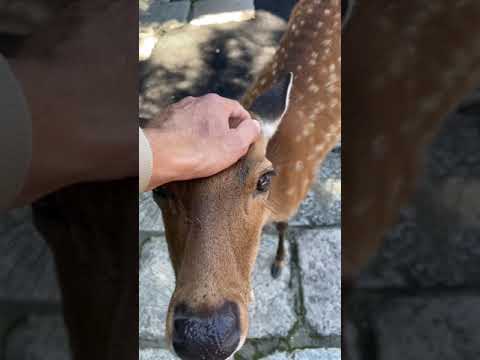 奈良の鹿　奈良の鹿は頭やら首やらを撫でさせてくれるで