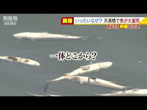 【いったいなぜ？】大阪市内の川で『魚が大量死』　府の水質調査で異常は無し…原因不明で回収して調査（2022年3月8日）